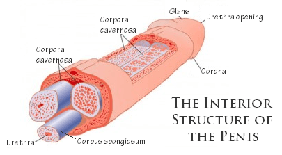 penis enlargement structure