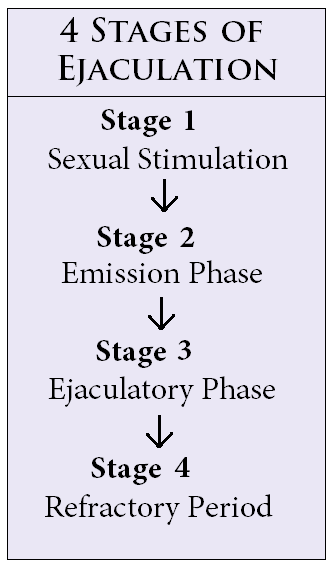 penis stages of ejaculation
