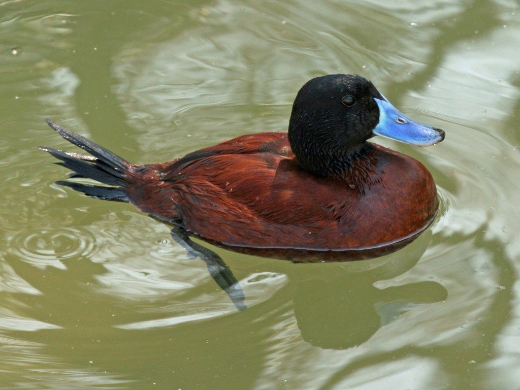 penis argentine blue bill lake duck